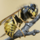 Common wasp (Vespula vulgars)